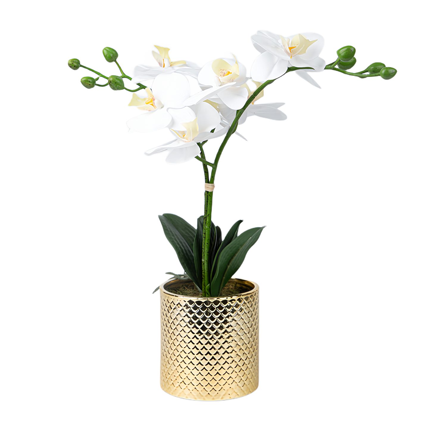 Artificial Orchid Flowers Potted in Ceramic Pot, White Faux Phalaenopsis Orchids